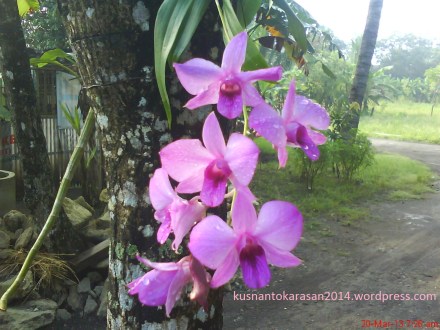 Anggrek