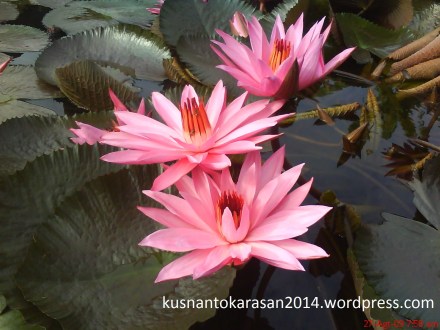 gambar bunga teratai