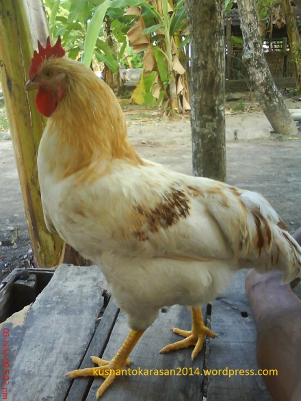 gambar ayam ras jantan