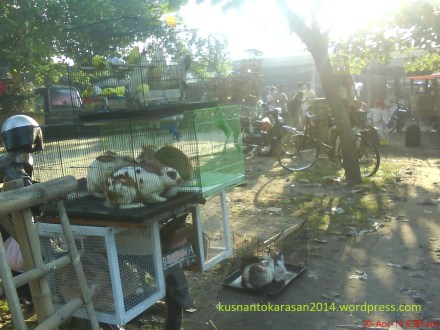 dagangan kelinci di pasar Pundong.