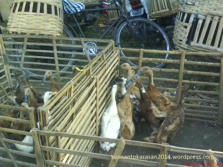 Aneka unggas di perjual-belikan di pasar Pundong.