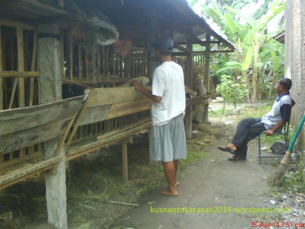 Sedang memberi makan domba.