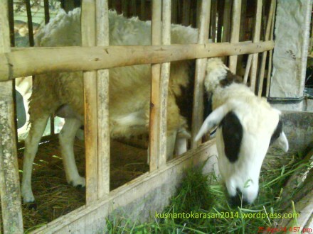 salah satu domba penghuni perum "Griyo Mendo" asri lagi asyik mamam.
