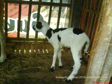 Lucunya domba junior.