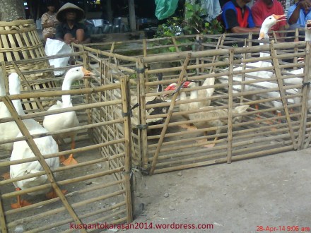 Aneka unggas di Pasar Turi.