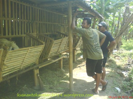Sedang memberi makan domba peliharaannya di kandang kelompok RT 04.