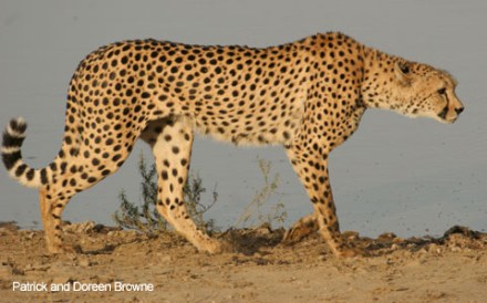 gimana?? sama dengan kepala V-ixon khan.