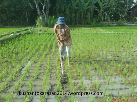 Contoh petani yang sedang meng-gosrok.
