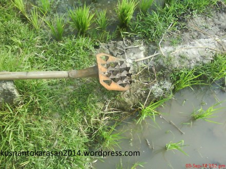 Gambar mata pisau "Gosrok"