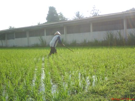 seorang petani sedang gosrok
