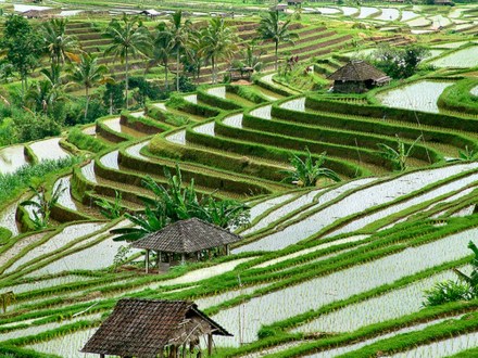 Sawah terasiring nan indah berada di Bali