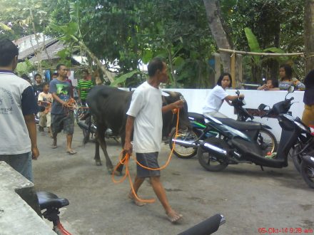 kedatangan hewan Qurban