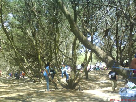 rimbunnya pohon cemara di pantai goa cemara