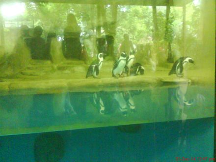Ini nich sang primadona di Gembira Loka Zoo "penguin"