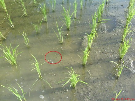 Tanaman padi muda yang habis dimakan belalang hijau maupun keong emas