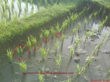 tanam di tambah pada sela-sela untuk cadangan