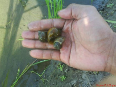 keong emas jadi hama padi muda