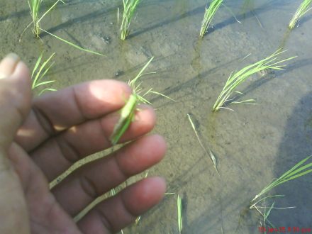 Belalang tempur eh belalang hijau pemakan daun tanaman padi