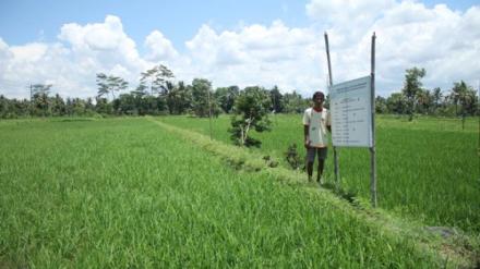 Mina-padi di Ngemplak Sleman