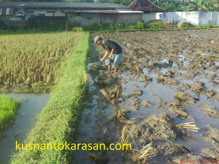 Seorang petani sdang melakukan tamping