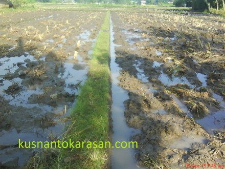 gambar pmatang yang telah di tamping