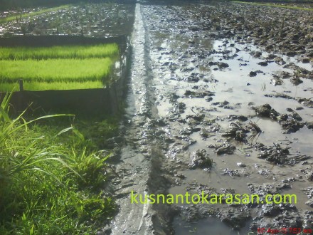 pematang yang telah selesai di galeng