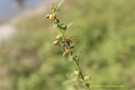 inilah serangga yang bernama Bapak Pucung