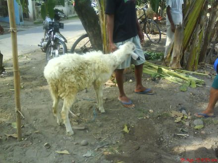 Domba yang akan disembelih