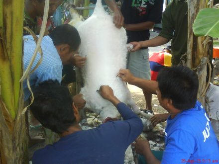 proses mencabut bulu