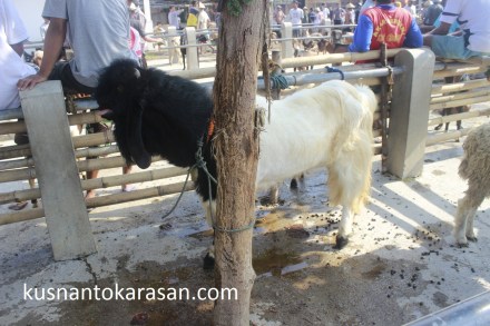 Dan ini nih sang Primadna hari ini, Kambing PE(Peranakan Etawa) di banderol dengan harga 5,25 jeti.