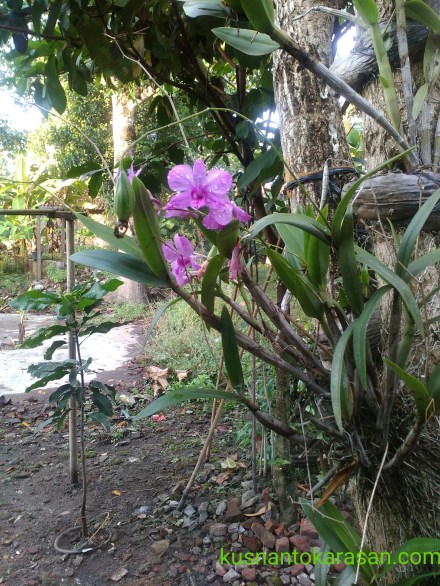 Hasil jepretan kamera depan hp Lenovo A6000, menghadilkan ukuran rata-rata 3,2MP