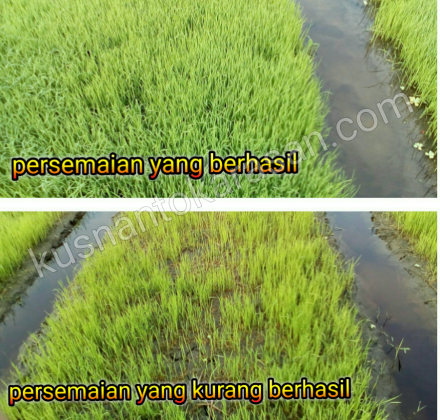 Perbandingan persemaian yang berhasil dan kurang berhasil