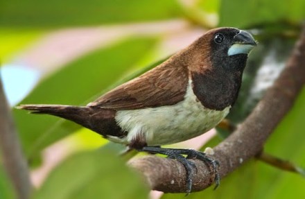 Burung pipit ( www.hazilinblogspot.blogspot.co.id)