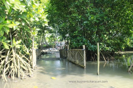 Tanaman mangrove / bakau
