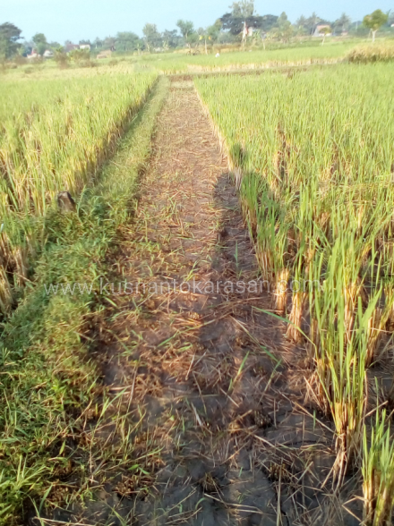 Babat tunggak tanaman padi