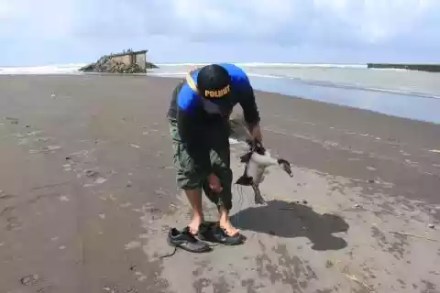 Salah seorang petugas sedang memancing buaya dengan menaruh unggas.