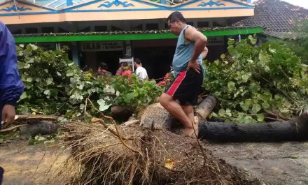 Pohon tumbang di area parkir pantai Parangtritis