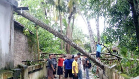 Pohon kelapa menimpa rumah 